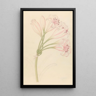 Clemenz Heinrich Wehdemann - Amarillis Crinum lineare.webp