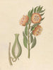 Asclepias grandiflora Pachycarpus grandiflorus - Clemenz Heinrich Wehdemann — widok dzieła