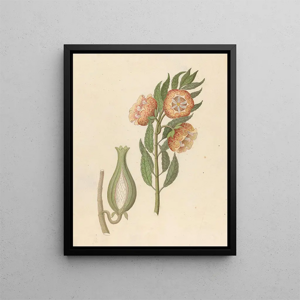 Asclepias grandiflora Pachycarpus grandiflorus - Clemenz Heinrich Wehdemann — oprawiony obraz na ścianie