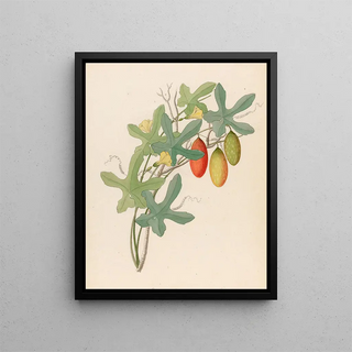 Clemenz Heinrich Wehdemann - Cucumis Melothria pendula Coccinea quinqueloba.webp