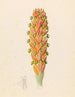 Didinamia angiosperma Harveya hyobanchoides - Clemenz Heinrich Wehdemann — widok dzieła
