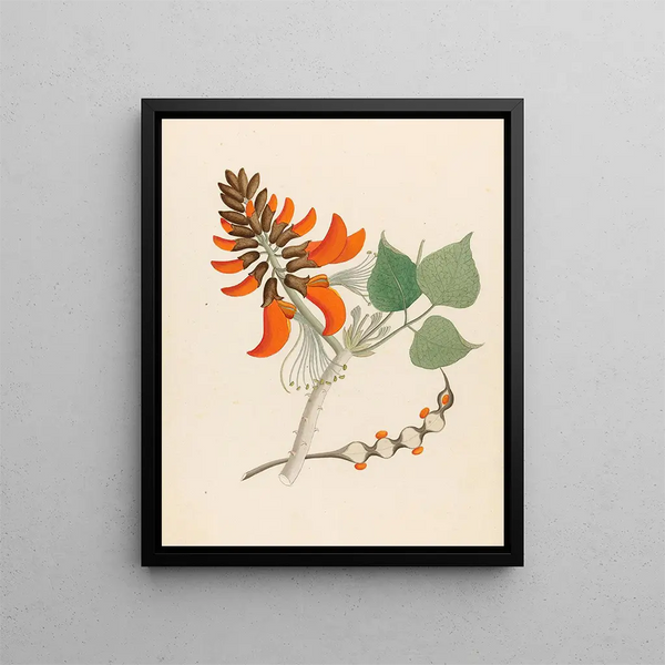 Erythrina caffra - Clemenz Heinrich Wehdemann — oprawiony obraz na ścianie