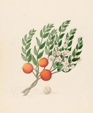 Clemenz Heinrich Wehdemann - Eugenia or Jambo Eugenia albanensis.webp