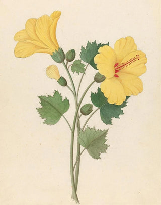 Clemenz Heinrich Wehdemann - Hibiscus Hibiscus calyphyllus.webp