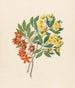 Icosandria monog Ochna arborea - Clemenz Heinrich Wehdemann — widok dzieła