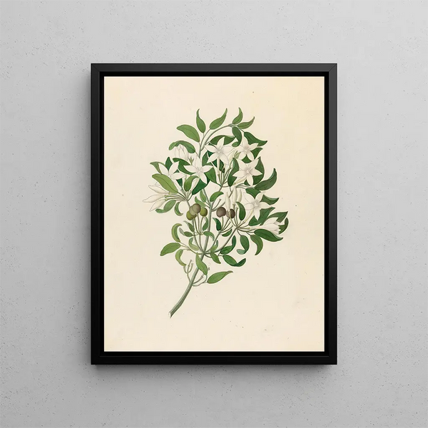 Jasminum angulare - Clemenz Heinrich Wehdemann — oprawiony obraz na ścianie