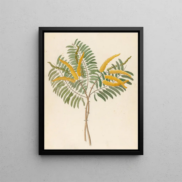 Mimosa Acacia caffra - Clemenz Heinrich Wehdemann — oprawiony obraz na ścianie