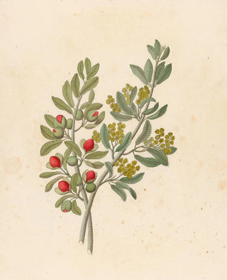 Clemenz Heinrich Wehdemann - Octandria Monog Pappea capensis.webp