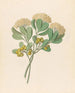 Pentandria Mon Pittosporum viridiflorum - Clemenz Heinrich Wehdemann — widok dzieła