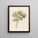 Pentandria Mon Pittosporum viridiflorum - Clemenz Heinrich Wehdemann — oprawiony obraz na ścianie