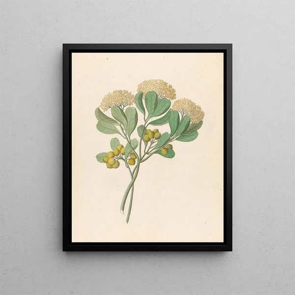 Pentandria Mon Pittosporum viridiflorum - Clemenz Heinrich Wehdemann — oprawiony obraz na ścianie