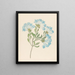 Plumbago capensis Plumbago auriculata - Clemenz Heinrich Wehdemann — oprawiony obraz na ścianie