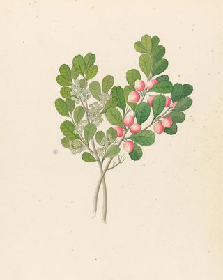 Clemenz Heinrich Wehdemann - Rhamnus Cassine aethiopica Mystroxylon aethiopicum.webp