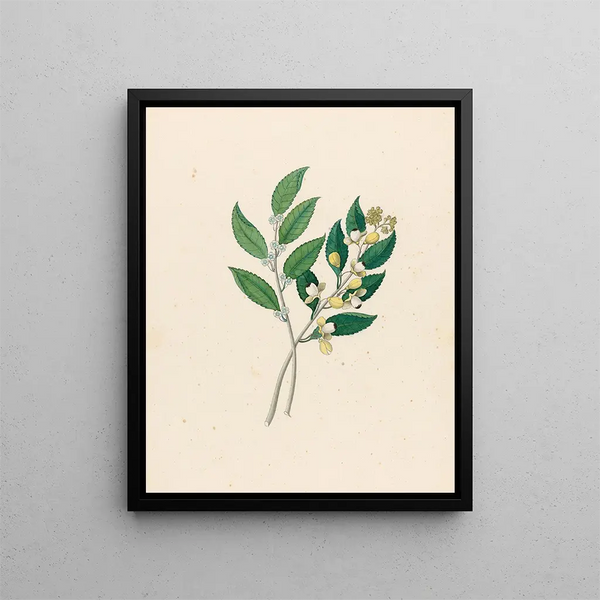 Rhamnus Curtisia denté - Clemenz Heinrich Wehdemann — oprawiony obraz na ścianie