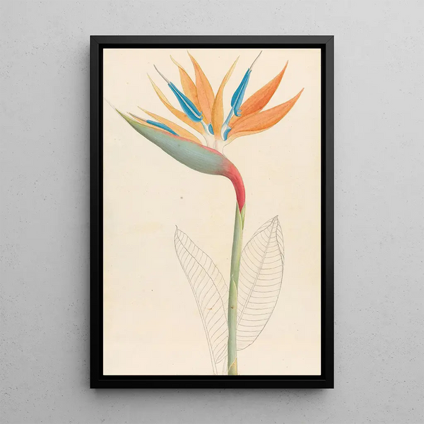 Strelitzia reginae - Clemenz Heinrich Wehdemann — oprawiony obraz na ścianie