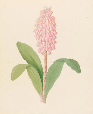 Clemenz Heinrich Wehdemann - Veltheimia viridifolia Veltheimia bracteata.webp