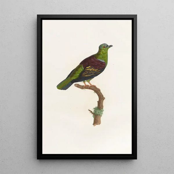 Reprodukcja obrazu Les pigeons Pl05 - Coenraad Jacob Temminck