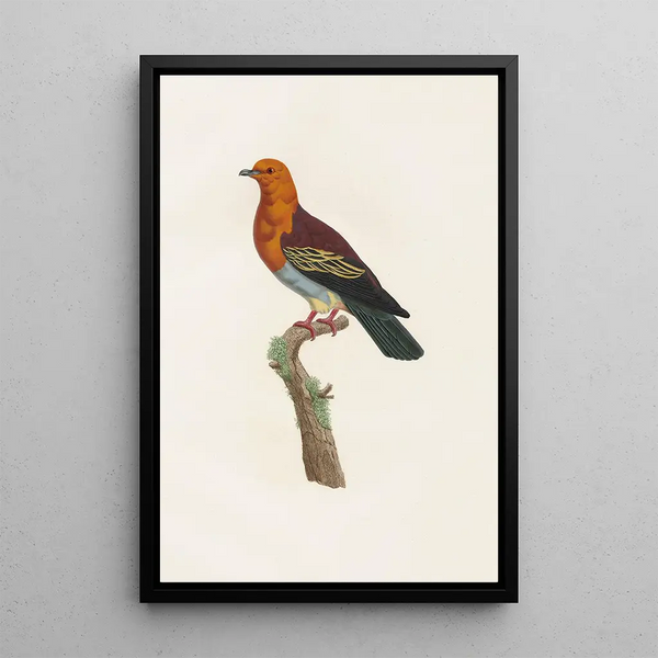Reprodukcja obrazu Les pigeons Pl06 - Coenraad Jacob Temminck