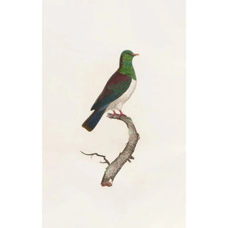 Coenraad Jacob Temminck - Les pigeons Pl12.webp