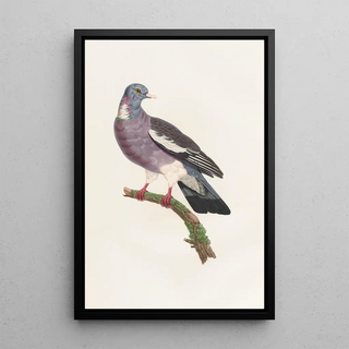 Coenraad Jacob Temminck - Les pigeons Pl13.webp