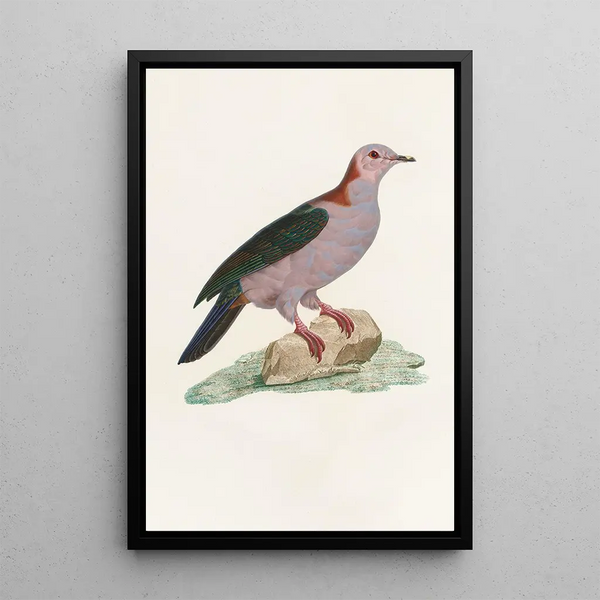 Les pigeons Pl14 - Coenraad Jacob Temminck — oprawiony obraz na ścianie