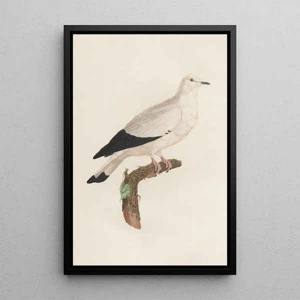 Reprodukcja obrazu Les pigeons Pl18 - Coenraad Jacob Temminck