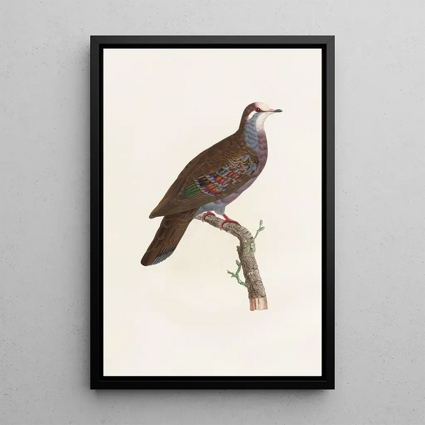 Reprodukcja obrazu Les pigeons Pl19 - Coenraad Jacob Temminck