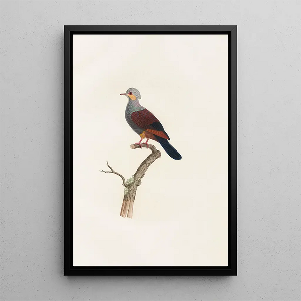 Reprodukcja obrazu Les pigeons Pl20 - Coenraad Jacob Temminck