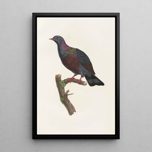 Reprodukcja obrazu Les pigeons Pl21 - Coenraad Jacob Temminck