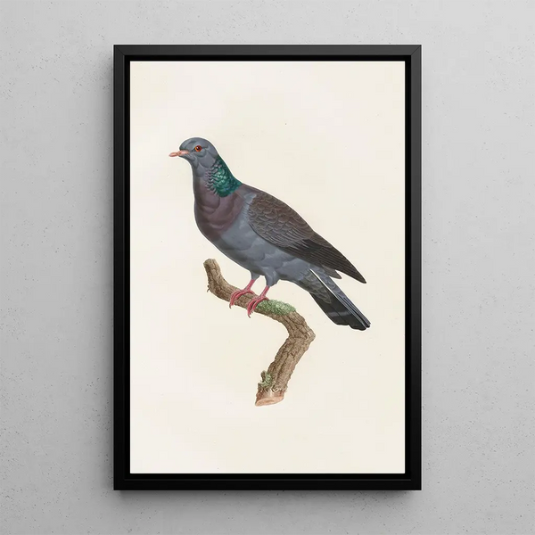 Reprodukcja obrazu Les pigeons Pl22 - Coenraad Jacob Temminck