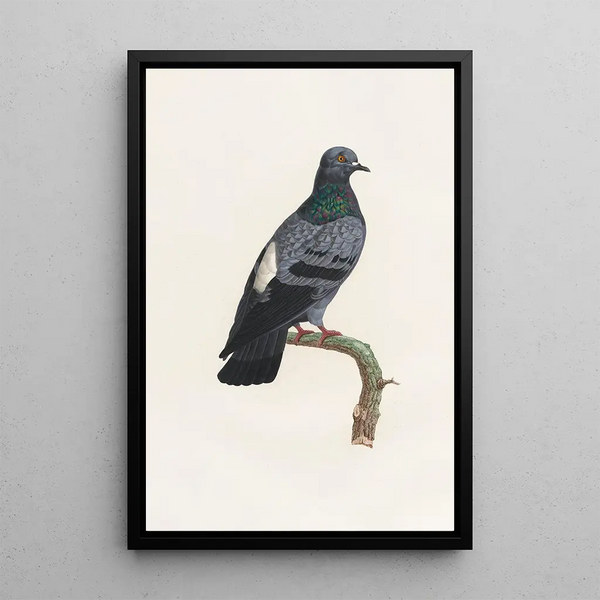 Reprodukcja obrazu Les pigeons Pl23 - Coenraad Jacob Temminck
