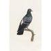 Reprodukcja obrazu Les pigeons Pl23 - Coenraad Jacob Temminck