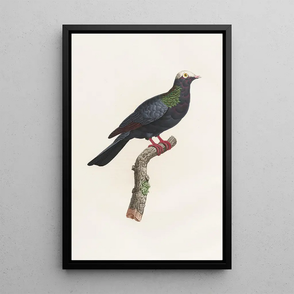 Reprodukcja obrazu Les pigeons Pl24 - Coenraad Jacob Temminck