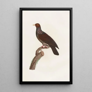 Coenraad Jacob Temminck - Les pigeons Pl25.webp