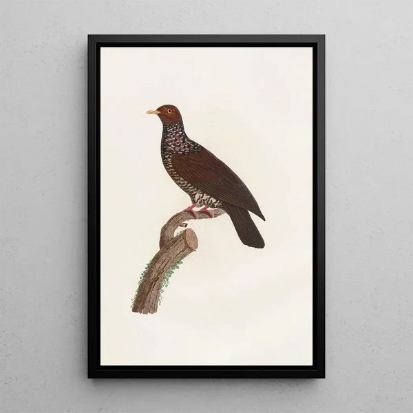 Reprodukcja obrazu Les pigeons Pl25 - Coenraad Jacob Temminck
