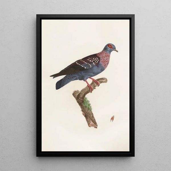 Reprodukcja obrazu Les pigeons Pl27 - Coenraad Jacob Temminck