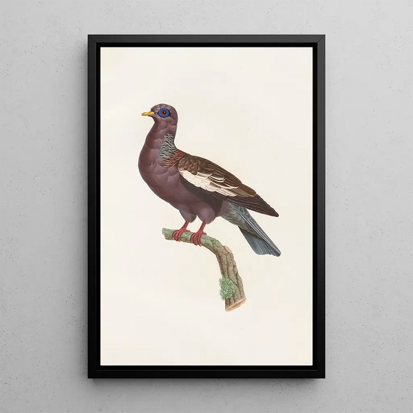 Les pigeons Pl29 - Coenraad Jacob Temminck — oprawiony obraz na ścianie