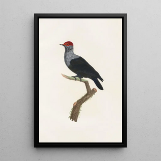 Coenraad Jacob Temminck - Les pigeons Pl31.webp