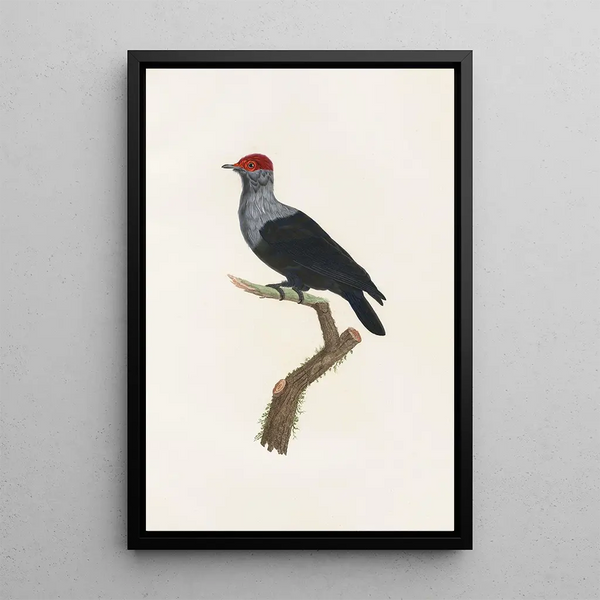 Les pigeons Pl31 - Coenraad Jacob Temminck — oprawiony obraz na ścianie