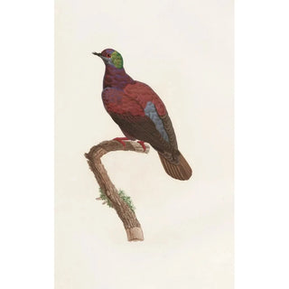 Coenraad Jacob Temminck - Les pigeons Pl35.webp