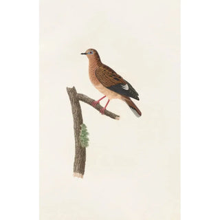 Coenraad Jacob Temminck - Les pigeons Pl37.webp