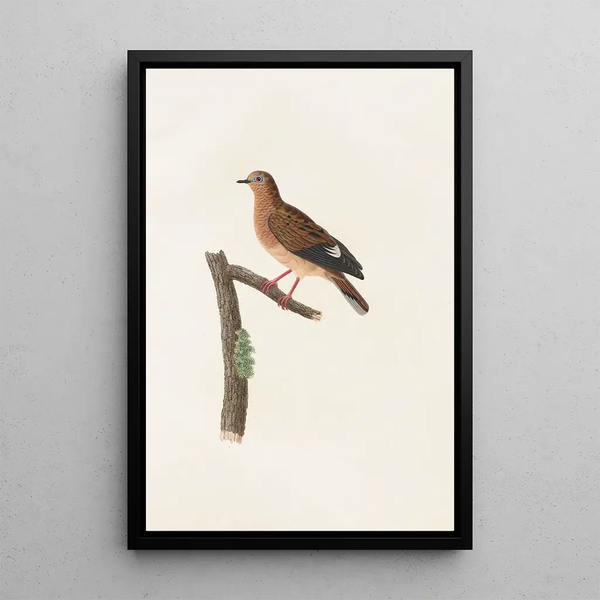 Les pigeons Pl37 - Coenraad Jacob Temminck — oprawiony obraz na ścianie