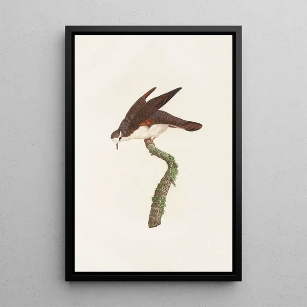 Reprodukcja obrazu Les pigeons Pl48 - Coenraad Jacob Temminck
