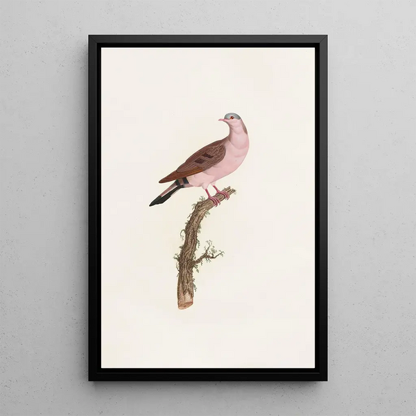 Reprodukcja obrazu Les pigeons Pl50 - Coenraad Jacob Temminck