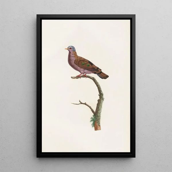Reprodukcja obrazu Les pigeons Pl51 - Coenraad Jacob Temminck