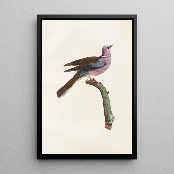 Reprodukcja obrazu Les pigeons Pl52 - Coenraad Jacob Temminck