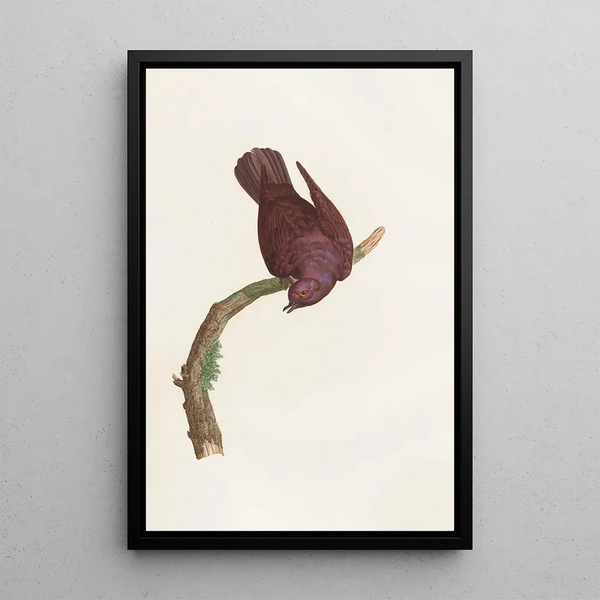 Reprodukcja obrazu Les pigeons Pl53 - Coenraad Jacob Temminck