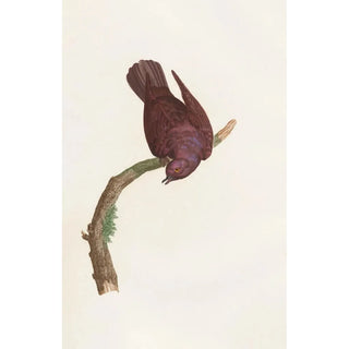 Coenraad Jacob Temminck - Les pigeons Pl53.webp