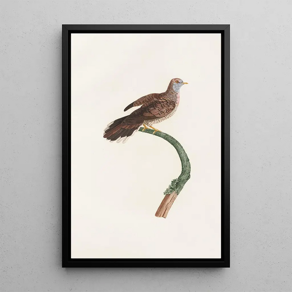 Les pigeons Pl59 - Coenraad Jacob Temminck — oprawiony obraz na ścianie