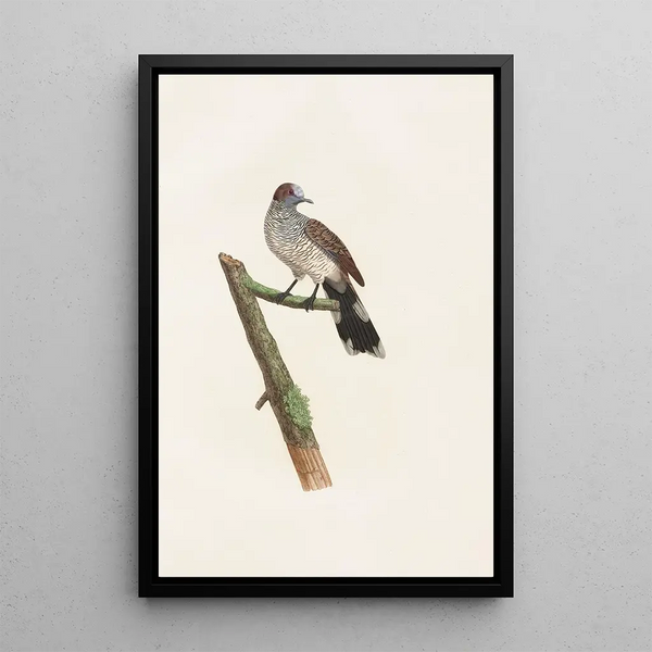 Les pigeons Pl64 - Coenraad Jacob Temminck — oprawiony obraz na ścianie